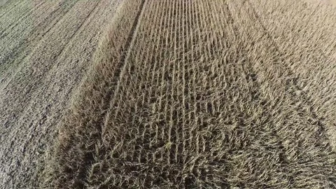Midwestern Farmer' field of Soybeans Aerial Stock Footage