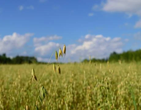 	Midwestern Oat Field Stock Photos