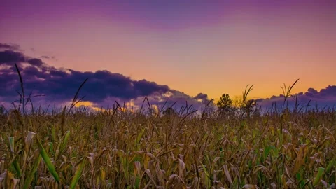 Midwestern Sunset over cornfields and farmers in Iowa and Nebraska Time Lapse Stock Footage 136992579