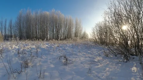 Midwinter clouds and sun  above grove, time lapse Stock Footage 259289125
