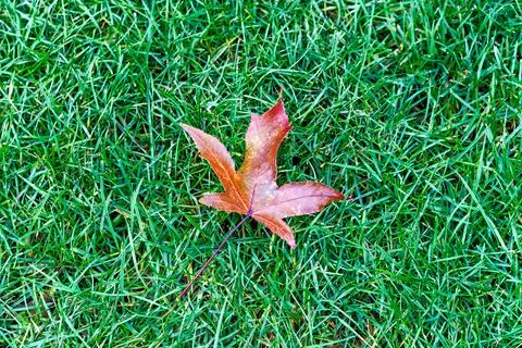 Miff off brown maple leaf on green grass background Stock Photos