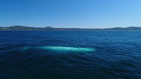 MigalooWhale Stock Footage 111358347
