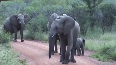 This might be the cutest elephant attack ever Video stock 109273218