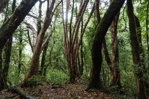 Mighty big trunks of old trees. Trek to Machapuchare, Nepal Stock Photos