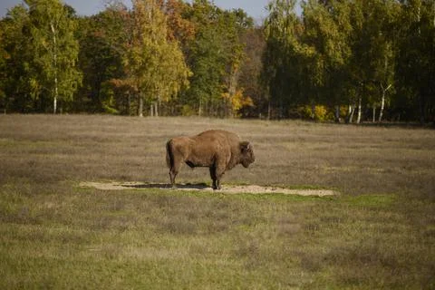 A mighty bison stands in a clearing.Bison, side view. Bison bonasus Stock Photos