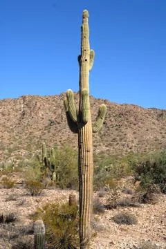 A mighty cactus Stock Photos