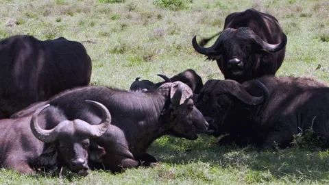Mighty Cape Buffalo Find Tranquility at Lake Nakuru Stock Footage 340486047