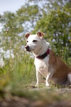 Mighty dog Stockfoto's