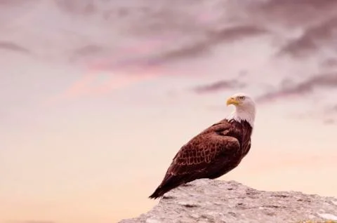 The mighty eagle closeup on top of rock in Wyoming during sunset Stock Photos