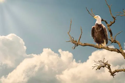 The mighty eagle closeup on tree branch during sunset and sun rays Stock Photos