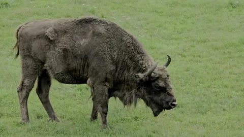 A mighty European bison eats grass in a green meadow Stock Footage 320602249