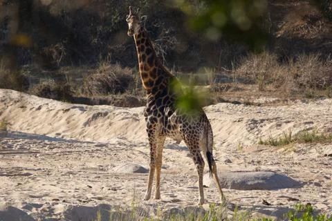 Mighty giraffe inspecting the area Stock Photos