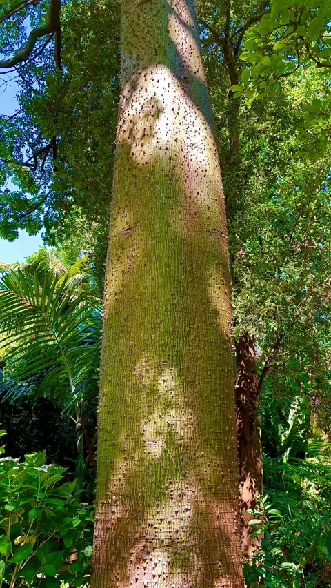 A mighty huge tree with a spreading crown. Stock Footage 311266851