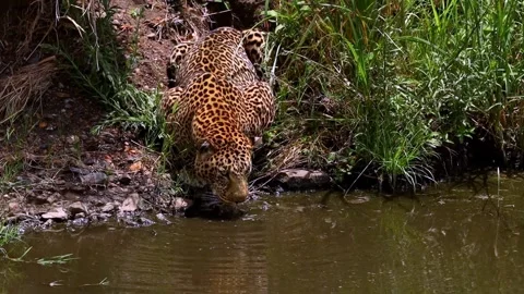 Mighty leopard stops to have a big drink at watering hole 스톡 동영상 272565574