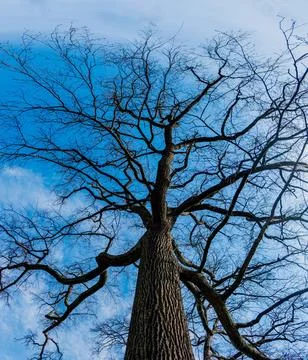 Mighty oak tree Looking up to a oak tree i early spring Copyright: xZoonar... Stock Photos