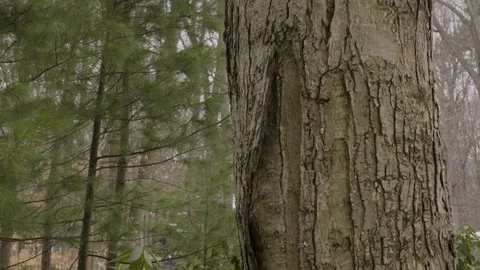 A mighty Oak tree in Winter, holding fast with its unique bark pattern. Stock Footage 327424516