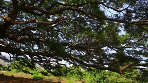 Mighty old tree background Stock Footage 37112878