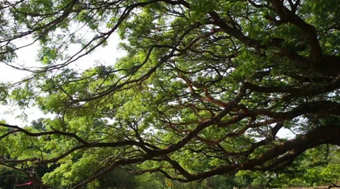 Mighty old tree with green spring leaves Stock Footage 37113174