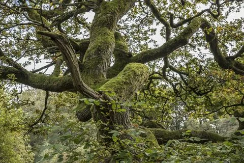 Mighty old tree Foto stock