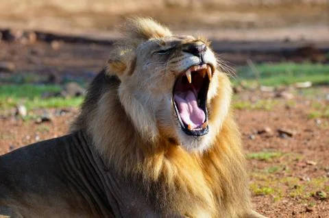 Mighty roar of a male lion Stock Photos