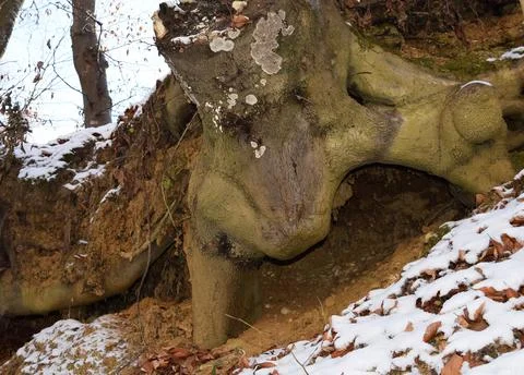 Mighty roots of a old beech tree in a deciduous forest Stock Photos