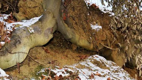 Mighty roots of a old beech tree in a deciduous forest Stock Photos