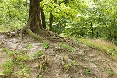 Mighty roots of an old tree in green forest in daytime Stock Illustration