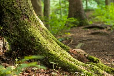 Mighty roots Stock Photos