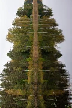 Mighty spruce from a forest of trees Stock Photos