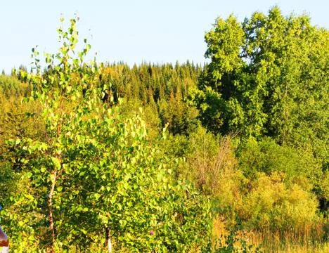 The mighty tall trees Stock Photos