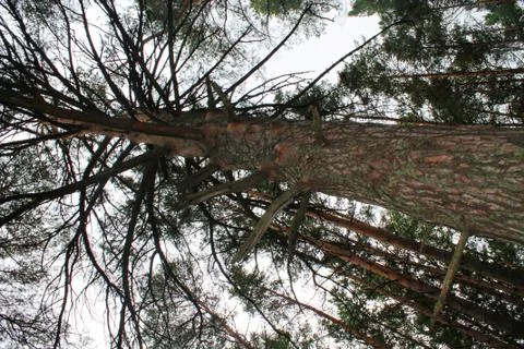 A mighty tree among us Stock Photos