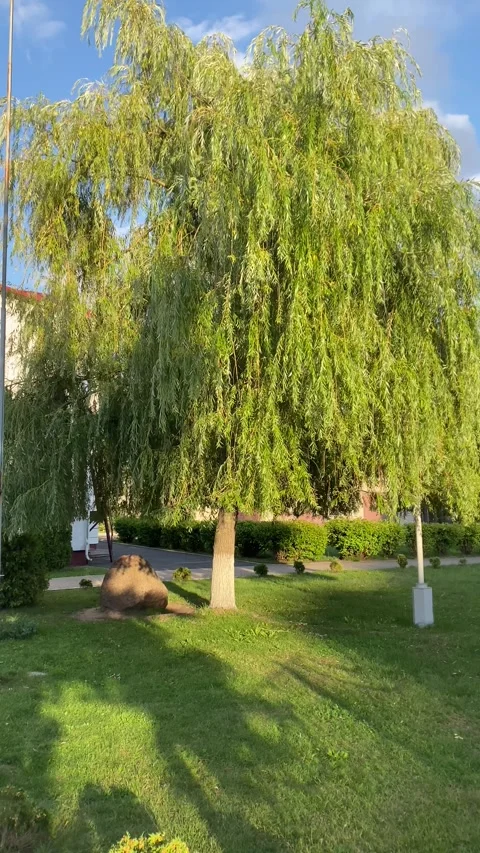 Mighty Tree. A tree swaying. Vertical video Stock Footage 281514665