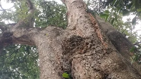 The Mighty Tree Trunk Stock Footage 330783257