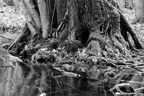 Mighty tree trunk 库存照片