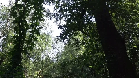 Mighty Trees Stock Footage 91609722