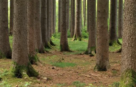 Mighty trees in the forest Stock Photos