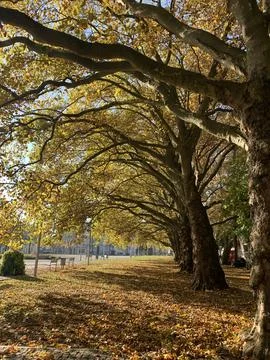 Mighty trees Fotos de archivo