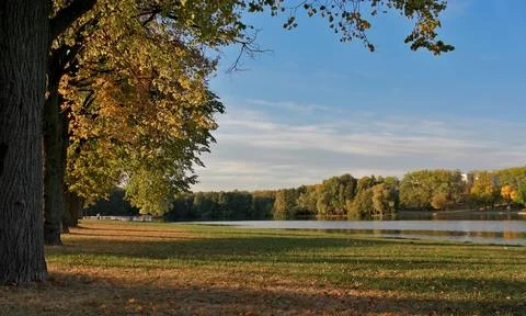 Mighty trees in the summer by the river Stock Photos