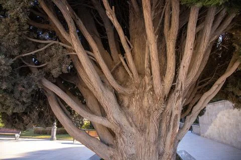 The mighty trunk and branches of a cypress bush. Stock Photos