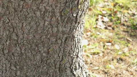 Mighty trunk of the pine tree in the park Stock Footage 71386227