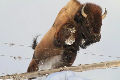 Mighty young bison as a hare plays in the snow Stock Photos
