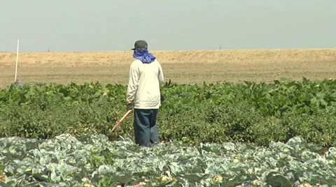 Migrant Farm Worker Video stock 30460283