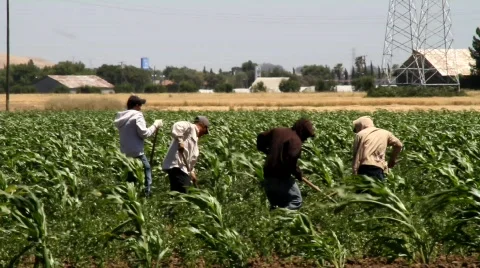 Migrant Farm Workers Stock Footage 767824