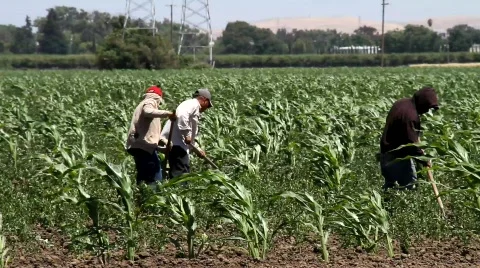 Migrant Farmers Stock Footage 767858
