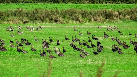 Migrant Geese and Farmland Stock-Footage 332298341