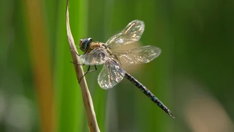 Migrant hawker (Aeshna mixta) in backlight Stock Footage 79605368