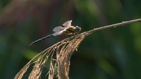 Migrant hawker (Aeshna mixta) in backlight Video stock 79753607