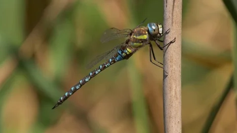 Migrant hawker (Aeshna mixta) Stock Footage 79604885