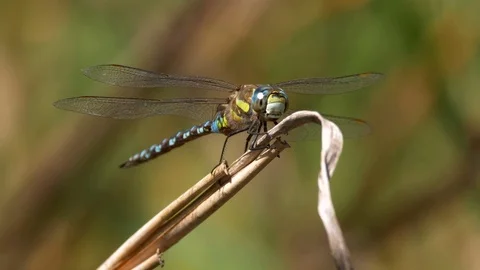 Migrant hawker (Aeshna mixta) Stock Footage 79753522