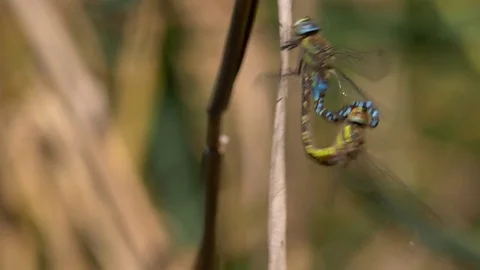 Migrant hawker (Aeshna mixta) mating Stock-Footage 79603545